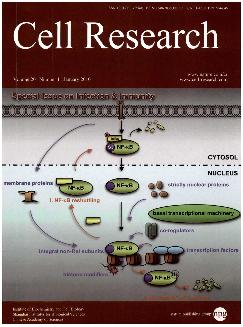 细胞研究：英文版
